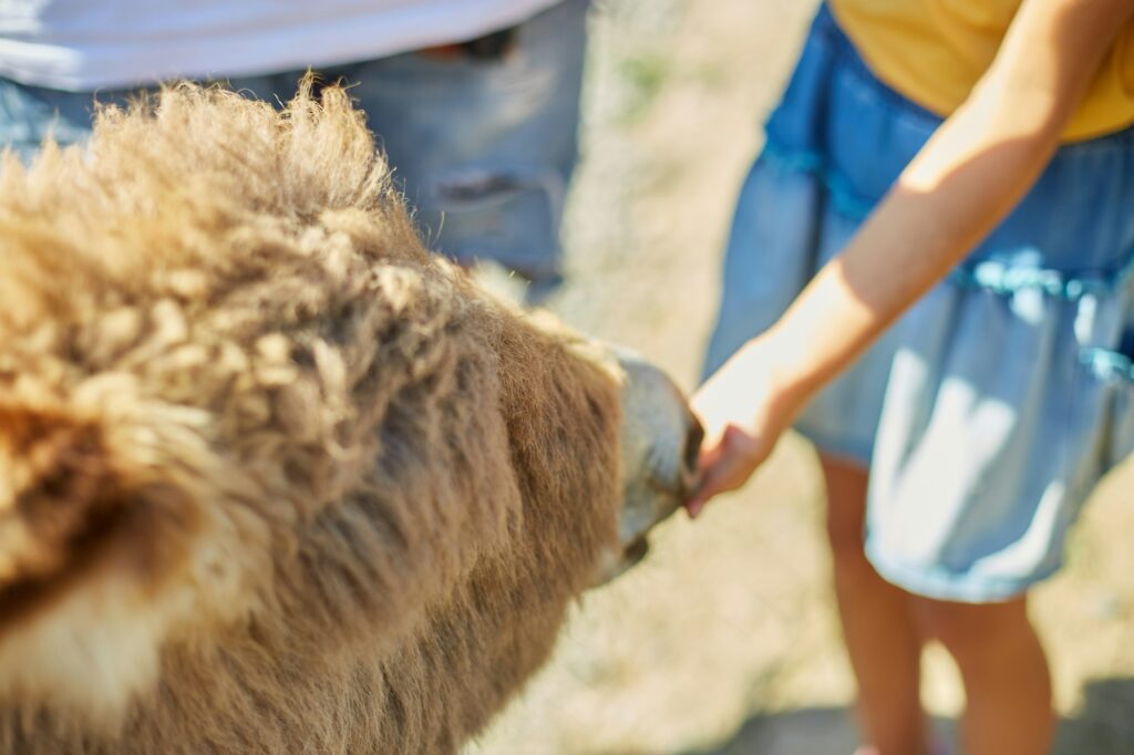 Little girl feeding donkeys in the countryside, in a farm, Friendly Donkey