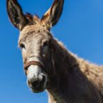 portrait of a donkey