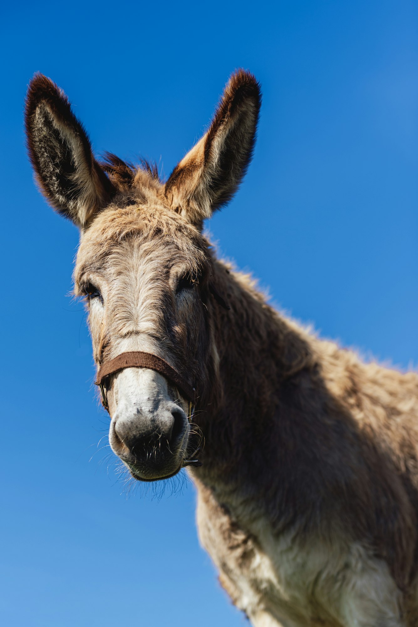 portrait of a donkey