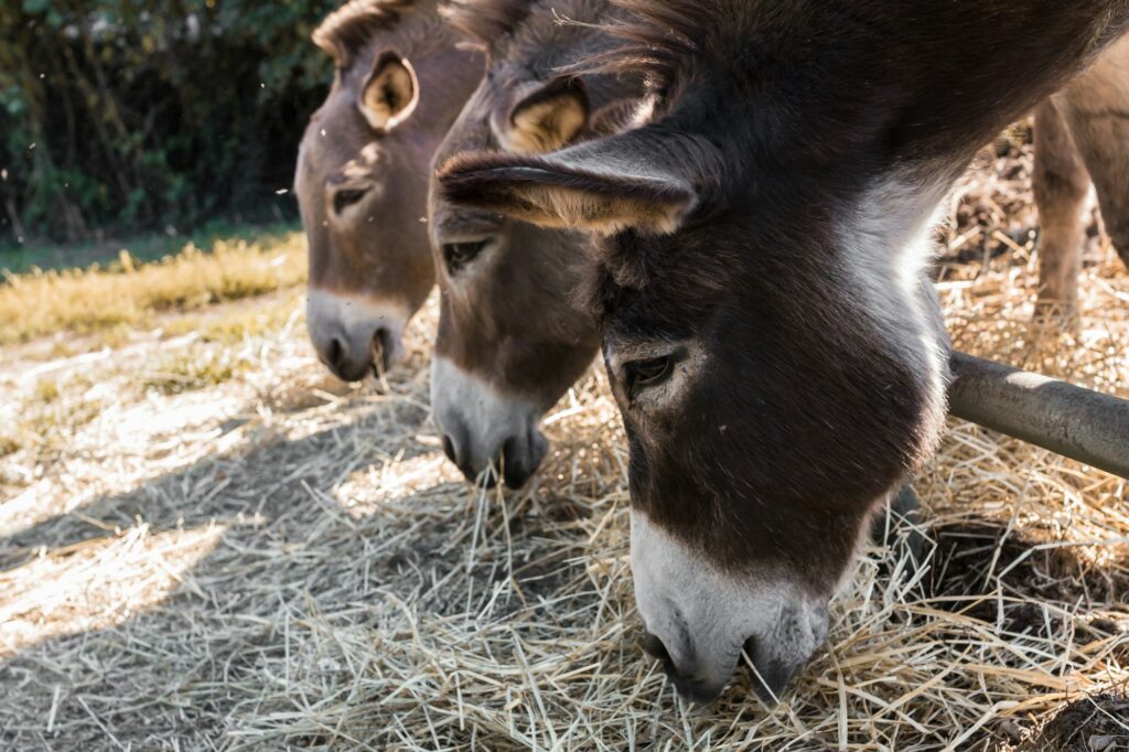 Three donkeys