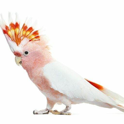 portrait of a crest spread Major Mitchell's cockatoo, Lophochroa