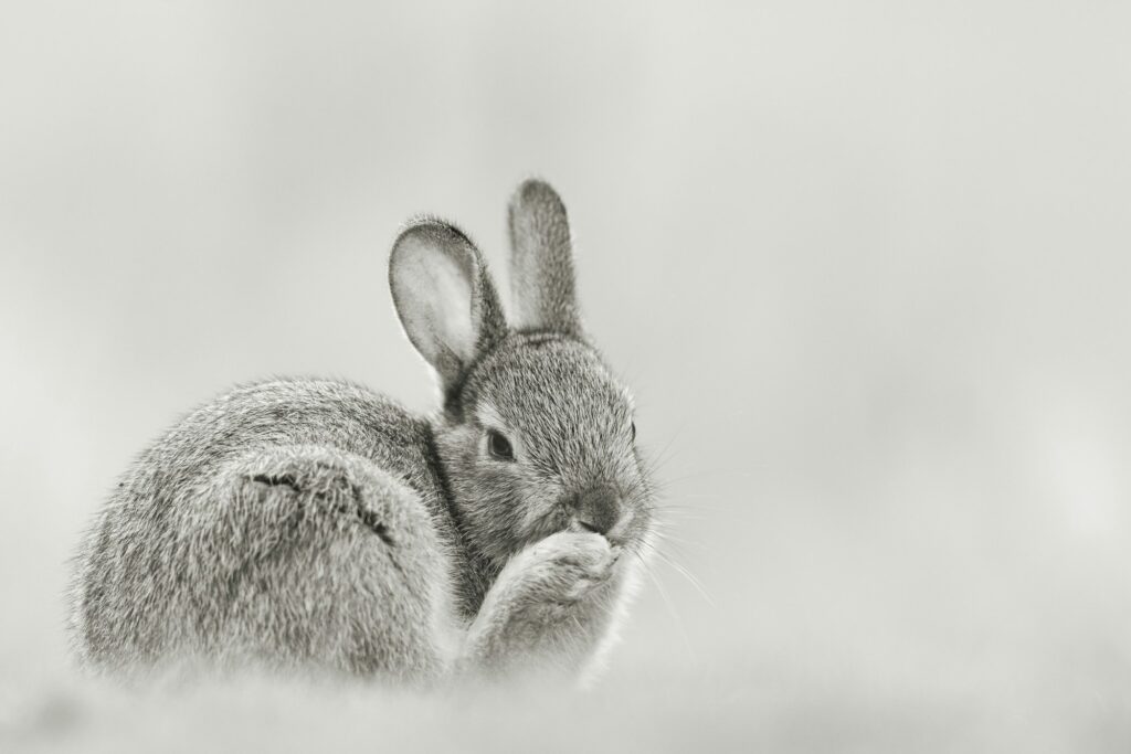 Netherland Dwarf rabbit licking its back paw